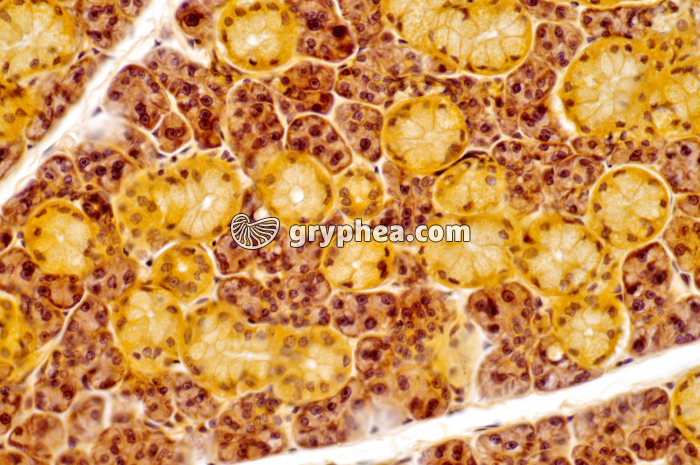 Glande salivaire x100 - gryphea.org